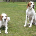 Engelse Pointer