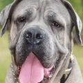 Cane Corso