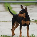 Dwergpinscher