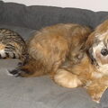 Tibetaanse Terrier
