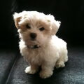 Maltezer