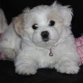 Maltezer
