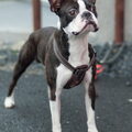 Boston Terrier