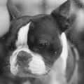 Boston Terrier