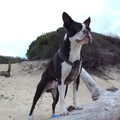 Boston Terrier
