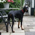Dobermann