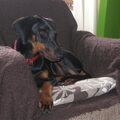 Dobermann