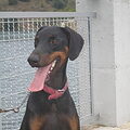 Dobermann