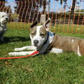 American Staffordshire Terrier