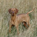 Vizsla (Hongaarse staande hond)