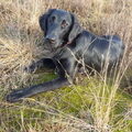 Flatcoated Retriever