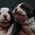 DeNovoBulls