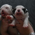 DeNovoBulls