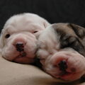 DeNovoBulls