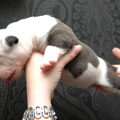 DeNovoBulls