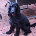 Engelse Cocker Spaniel