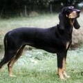 Chien Courant du Jura