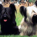 Skye Terrier