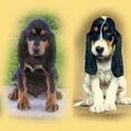 Chien Courant du Jura