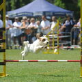 Jack Russell Terrier