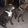 Mastino Napoletano