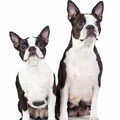 Boston Terrier