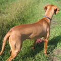 Vizsla (Hongaarse staande hond)