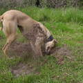Greyhound