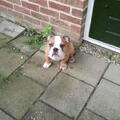 Engelse Bulldog