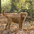 Nova Scotia Duck Tolling Retriever