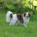 Kooikerhondje