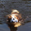 Kooikerhondje