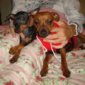 Dwergpinscher