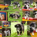 Australian Shepherd