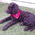 Labradoodle