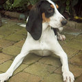 Berner Laufhund