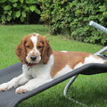 Welsh Springer Spaniel