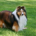 Shetland Sheepdog