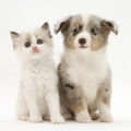 Shetland Sheepdog