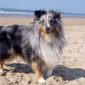 Shetland Sheepdog