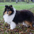 Shetland Sheepdog