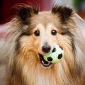 Shetland Sheepdog