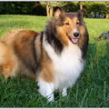 Shetland Sheepdog