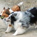 Shetland Sheepdog