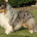 Shetland Sheepdog