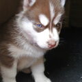 Siberian Husky
