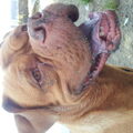 Bordeauxdog