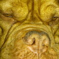 Bordeauxdog