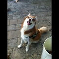 Siberian Husky
