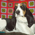 Berner Laufhund